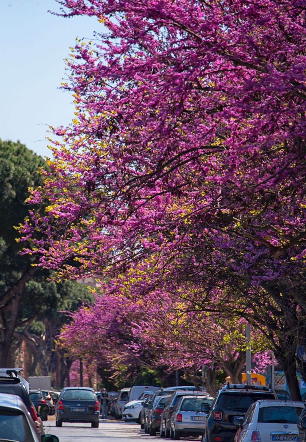 Che cosa chiamiamo davvero natura?